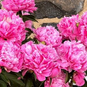 Meet your Posher, Melody